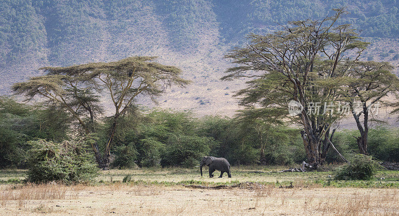 大象，loxodonta africana，坦桑尼亚，非洲，恩戈罗戈罗火山口。